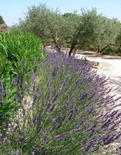 Un Gite En Provence - Les Jardins De Fontanille Saint-Rémy-de-Provence Eksteriør billede