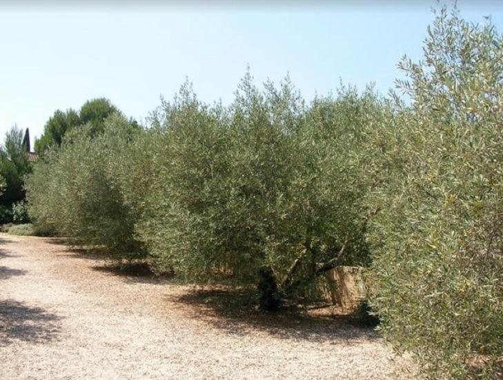 Un Gite En Provence - Les Jardins De Fontanille Saint-Rémy-de-Provence Eksteriør billede